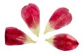 Pressed and dried delicate burgundy colors petals of tulip flower