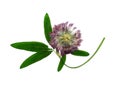 Pressed and dried delicate flower alfalfa Isolated Royalty Free Stock Photo