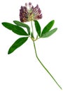 Pressed and dried delicate flower alfalfa Royalty Free Stock Photo