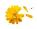 Pressed and dried delicate flower of calendula officinalis. Isol Royalty Free Stock Photo