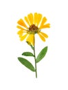 Pressed and dried delicate flower of calendula officinalis mari Royalty Free Stock Photo