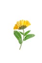 Pressed and dried delicate flower of calendula officinalis. Royalty Free Stock Photo