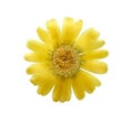 Pressed and dried delicate flower of calendula officinalis. Royalty Free Stock Photo