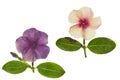 Pressed and dried delicate flower catharanthus, isolated
