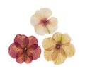 Pressed and dried delicate flower catharanthus, isolated