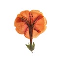 Pressed and dried delicate orange flowers Mirabilis jalapa. Isolated