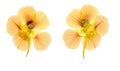 Pressed and dried flowers nasturtium tropaeolum. Isolated on w Royalty Free Stock Photo