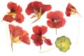 Pressed and dried delicate orange flowers nasturtium tropaeolum. Isolated on white background. For use in scrapbooking,