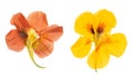 Pressed and dried flowers nasturtium. Isolated on white Royalty Free Stock Photo