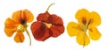 Pressed and dried delicate orange, yellow flowers nasturtium tropaeolum. Isolated on white background. For use in scrapbooking, Royalty Free Stock Photo