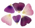 Pressed and dried delicate petals of flowers of mallow malva, isolated on white background. For use in scrapbooking, pressed