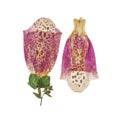Pressed and dried delicate pink flowers foxglove. Royalty Free Stock Photo