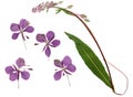 Pressed and dried delicate purple flowers fireweed or willow-herb epilobium, isolated on white background. For use in