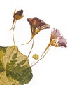 Pressed and dried delicate red flowers nasturtium Tropaeolum. Royalty Free Stock Photo