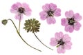 Pressed and dried delicate transparent flowers geranium pelargonium, isolated on white background. For use in scrapbooking, Royalty Free Stock Photo