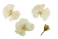 Pressed and dried delicate transparent flowers geranium Royalty Free Stock Photo