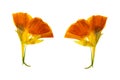 Pressed and dried delicate yellow colored flowers nasturtium Royalty Free Stock Photo