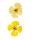 Pressed and dried delicate yellow flowers eschscholzia Royalty Free Stock Photo