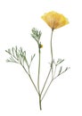 Pressed and dried delicate yellow flowers eschscholzia. Royalty Free Stock Photo