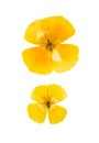 Pressed and dried yellow flowers eschscholzia. Isolated on white