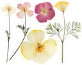 Pressed and dried delicate yellow flowers eschscholzia. Isolated on white background