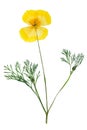 Pressed and dried delicate yellow flowers eschscholzia Royalty Free Stock Photo