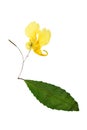 Pressed and dried delicate yellow flowers impatiens noli-tangere.