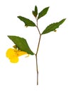 Pressed and dried delicate yellow flowers impatiens noli-tangere, isolated