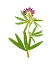 Pressed and dried flower alfalfa. Isolated Royalty Free Stock Photo