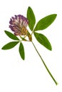 Pressed and dried flower alfalfa.isolated
