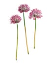 Pressed and dried flower allium schoenoprasum. Isolated Royalty Free Stock Photo