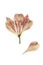 Pressed and dried flower alstroemeria. Isolated.