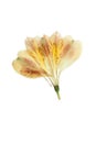 Pressed and dried flower alstroemeria. Isolated