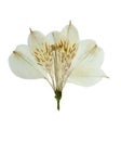 Pressed and dried flower alstroemeria. Isolated