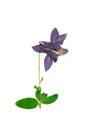 Pressed and dried flower Aquilegia vulgaris. Royalty Free Stock Photo