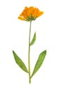 Pressed and dried flower of calendula officinalis marigold. Is Royalty Free Stock Photo