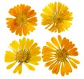 Pressed and dried flower of calendula officinalis marigold. Isolated Royalty Free Stock Photo