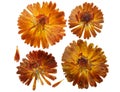 Pressed and dried flower of calendula officinalis marigold. Isolated on white background. For use in scrapbooking, floristry or Royalty Free Stock Photo