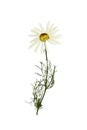 Pressed and dried flower chamomile (camomile). Isolated on white