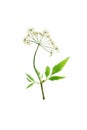 Pressed and dried flower cicuta virosa or water-hemlock. Isolate Royalty Free Stock Photo