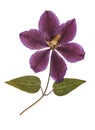 Pressed and dried flower clematis with green leaves. Royalty Free Stock Photo