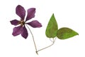 Pressed and dried flower clematis. Isolated Royalty Free Stock Photo