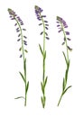 Pressed and dried flower common milkwort, isolated
