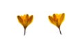 Pressed and Dried flower Crocus (Saffron). Isolated on white background Royalty Free Stock Photo