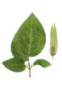 Pressed and dried flower datura, isolated on white