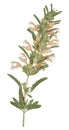 Pressed and dried flower dragonhead, isolated on white background. For use in scrapbooking, floristry or herbarium