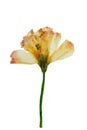 Pressed and Dried flower Eustoma (Lisianthus). Isolated on white