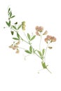 Pressed and dried flower forest peas.