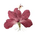 Pressed and dried flower hibiscus isolated Royalty Free Stock Photo
