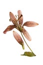 Pressed and dried flower lily martagon lilium martagon, isolat